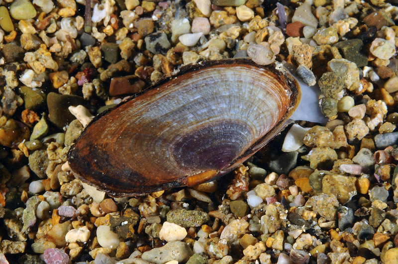 Gari depressa 20-06-12